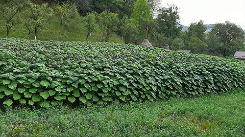 image 3 PAULOWNIA FRANCE