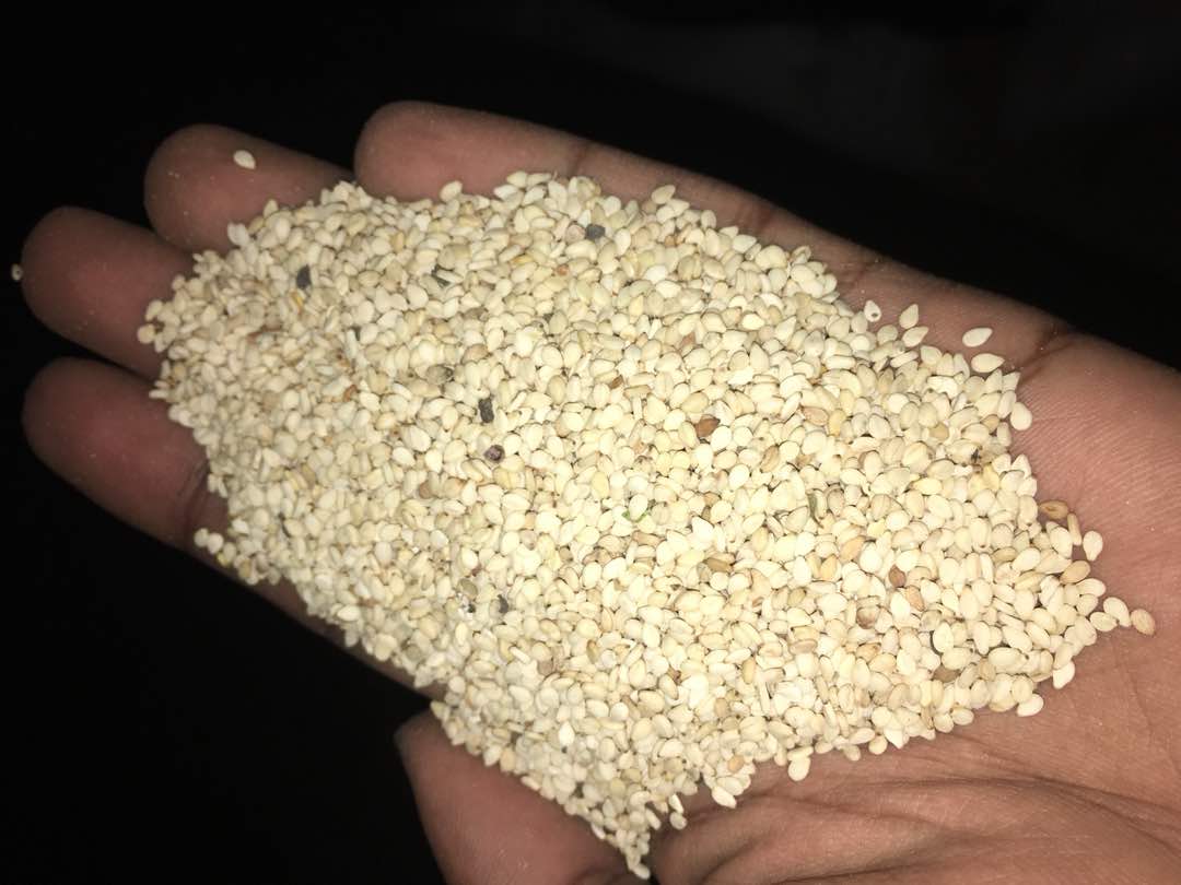 SUDANESE WHITE SESAME - 1500 $ - 50 kg bag - 500 tons - Malaysia ...