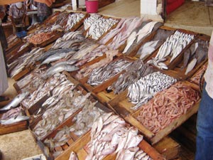 poisson frais  - poissons je suis un grossiste en poisons de touts sorts  ,  dans la ville tan tan la quality du poisson connus et leur just prix -- j recherche a des clients --si quelle qu un interessé  -- contactez moi au telephone ou par email 