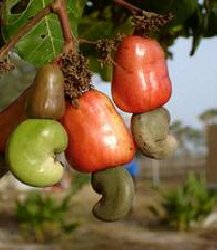 noix d.anarcade du benin - fruits et légumes produits locaux de qualite supereieure.les produits du centre et du nord du benin.plus de 300tonnes des l.ouverture de la campagne en mars 2013.