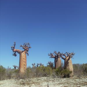 fecle de maioc - féculents je suis un jeune malagasy qui habite au sud de madagascar la ou il y a beaucoup de manioc, j ai pas mal de quantité  de manioc,  j ai un idée de transforme le manioc en fécule,  est ce que quelqu’un l intéresse a m aide pour réaliser se projet?  merci!