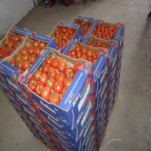 tomate ghiotermie - fruits et légumes nous avons la societe qui spécialiste à la vendre des tomates des --bonnes qualité si vous pouvez monseiur de me contacter pour voir nos --produits sur le marché on a beaucoup de choix pour les types de tomates