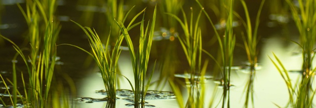 Son de riz Stabilisé production France - céréales société française qui conçoit et fabrique des ingrédients naturels innovants à partir de sous-produits céréaliers. --notre produit phare,  composé à 100% de son de riz stabilisé en poudre,  est la solution idéale pour 