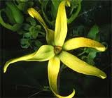  HUILES ESSENTIELLES D YLANG YLANG - huiles nous vendons des huiles essentielles d ylang-ylang nous souhaiterons rencontres des personnes intéresser afin de travailler en ensemble et en faire des clients potentielles --ces huiles sont de de très bonne qualité et certifié la distillation se fait dans des alambique a