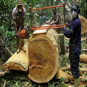   BOIS AFRICAIN - bois charbon fibre nous avons différentes espèces de bois africains tels que - bubinga,  tali,  iroko,  acajou,  sapelli,  wengué,  etc.--nous avons des billes de bois et les bois  scié, --nous somme à la recherche d'acheteurs serieux sur le long terme.