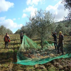 Huiles de  d,olive trés bonne qualite 10000litre