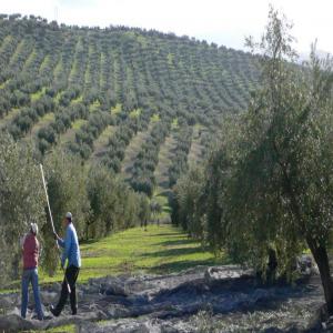 Huile D’olive Vierge Extra  Variété et Qualité  