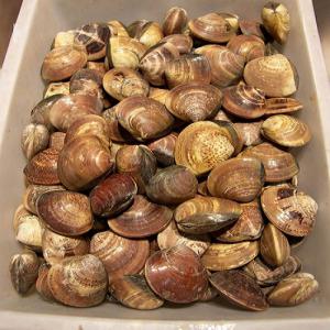 ACHAT DU PALOURDE SPECIALE - coquillage crustacé notre compagnie est à la recherche de la palourde (meretrix meretrix linnaeus).veuillez m'envoyer les imformations précises à ma boite email de espaceagro.je vous reponds dans le bref délai.je me réjouis de votre collaboration. merci à tout le monde. --