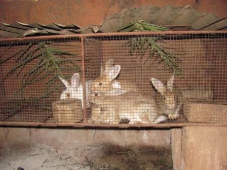 production lapins Béninois de très bonne qualité - viandes et oeufs je suis un fermier et je fais l'élevage de lapin locaux ici au bénin et je compte avoir des partenariats avec des investisseurs étrangers pour faire évoluer mon activité.c'est très très rentable vue déjà la demande importe de la client&e