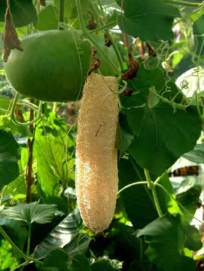 vente luffa brut - fruits et légumes vente la luffa brut avec un prix raisonnable  avec 3 euro export mon pays tunisie je cherche des fournisseur qui achete la luffa brut