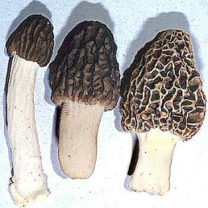 Recherche Morilles séchées