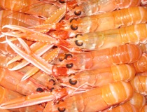 Langoustine, Homard bleu, Tourteau surgelé