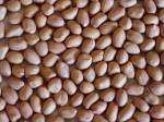 CAMEROON PEANUTS - céréales supply top quality round type peanut kernels 1 origin size round type- 26/36,  36/41,  41/51,  51/61,  61/71,  71/81 with competitive price. --we are a professional peanut processing factory ,   was built in 1992, exported peanut from 1998.we exported our goods for many countries , most of them are eu count