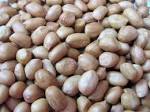 CAMEROON PEANUTS - céréales supply top quality round type peanut kernels 1 origin size round type- 26/36,  36/41,  41/51,  51/61,  61/71,  71/81 with competitive price. --we are a professional peanut processing factory ,   was built in 1992, exported peanut from 1998.we exported our goods for many countries , most of them are eu count