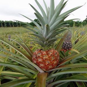 Ananas naturel bon pris par fruits - fruits et légumes gic de en agriculture concernant la culture d ananas en stoke.--pret de 400 hectard de terrain cultivé pour l ananas uniquement.nous formons une societe pour la production d ananas en grande quantité...