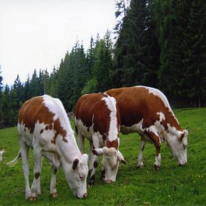 bovin,ovins,caprins francais a l'export - animaux vivants nous somme une jeune société algérienne spécialisée dans l'importation de produits;services et équipements lie au domaine de l’agriculture. a ce titre,  nous sommes en train de développer une société d'importation et de vente de produits 