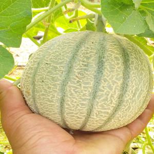 melon galia,cantaloup, ,pasteque  - fruits et légumes nous somme en condition de recolté les pasteque , les melon, pour tous importaeur , societe interresé , n'hesité pas a nous contacter