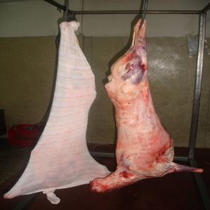 Viande bovine ovine caprine HALAL - viandes et oeufs nous somme un societé espanole,  nous commercialisons des carcasses d´agneau halal de 13 a 16 kg.--s abstenir non serieux--salutations