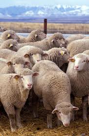 Mouton,agneaux - viandes et oeufs nous somme une societé espagnole, nous comercialisons des agneaux de race fino, merino etc d´un poids entre 30 a 40 kg et on peux preparer des poids superieurs selon demande.--pour plus d´informations , n´hésitez surtout pas á nous contacter.--salutations 