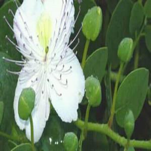 capre du maroc - conserve semi conserve salut tout le monde--nous sommes des producteurs du câpre et caprons--nous cherchons des clients pour ecouler nos produits .--bon qualite et bon prix--merci.