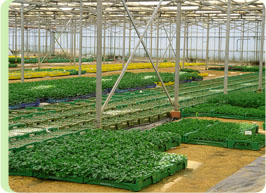 Primplants - Producteur de Plants Suisse Romande - semence graine plant primplants - producteur de plants suisse romande--depuis plus de 30 ans,  primplants produit plus de 200 spécialités de plantons de légumes et fruits.--sur commande et sur stock,  tout au long de l'année.