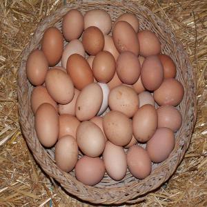 oeufs de poulet pondeuse - viandes et oeufs dispose de 250/jour de plaquette d'oeufs de poulet pondeuse. nous recherchons de gros clients pour vendre nos oeuf( possibilité de contrat d'achat/vente) 