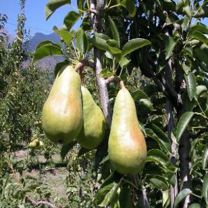 Poires Willaims -Tunisie 2013 - fruits et légumes -poires / pear - williams- gross / 1--  800 eur/ metric tons /  ex work tunis--  1000 $ / metric tons /  ex work tunis--  packaging- carton 10 kg / export boxes--  minimum order- 5 tonnes--