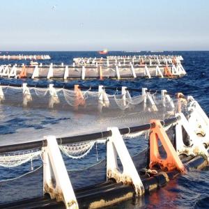 Aquaculture Marine et continentale(bar et tlapia) - poissons bonjour à tous--nous souhaitons installer une ferme aquacole en afrique centrale ou de l'ouest avec une production de 4000t de bar par an --  à 6$ us le kg et 4000t à 4$ us le kg de tilapia par an,  nous recherchons des partenaires financiers en afrique ou en dehors de l'afrique 