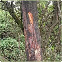 prunus africana extrait d'écorce à vendre - fruits et légumes nous sommes fournisseur de plantes médicinales(pygeum africanum) de différents types. des plantes sont d'une grande qualité. nous vendons dans les deux petites et grandes quantités. nous faisons de notre livraison par avion et par bateau. nos prix sont très mod&eac