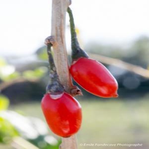 Fruits  & PLANTS Goji des Pyrénées- Orientales 66 - semence graine plant maraichage f&l + lycium barb. plants & fruits ( baies goji frais ou transformés) ***2015/2016 l'innovation continue avec absinthe fraîche et transformée,  verveine citronnelle fraiche et séchée,  fenouil,  fèves,  oignons doux de toulouges *** toute l'exploitatio