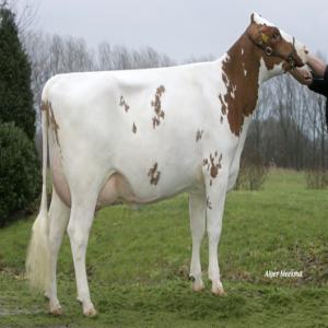 les génisses pleins holstein - animaux vivants les génisses pleines----nous sommes une société étrangère (néerlandaise - allemagne) spécialiser dans l’export et la commercialisation des génisses pleines  race holstein friesian,  noire/blanc ou rouge/blanc ici au maroc. age entre 20 et 30 moi