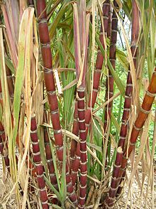 canne a sucre recoltee de bonne qualitee et sucre - produits sucrés bonjour a tous nous mettons en vente de la canne a sucre produit et récolté au bénin. avec ses multiples verture  la canne regorge de plusieurs élément minérale comme le calcium et magnesuim  et bien d'autre pour renseignement merci de nous ecrire par mail