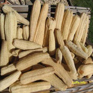 vente des éponges végétales LUFFA CYLINDRICA - hygiene entretien je suis un agriculteur tunisien,  je possède une ferme dont j'ai planté la plante luffa (éponge végétale),  je cherche un client sur le marché européen pour vendre ma récolte--cordialement