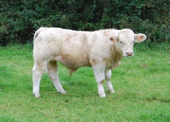 100 +/-20 veaux Charolais - animaux vivants je suis a la recherche d'un fournisseur européen pour l'achat de 100 +/-20 veaux poids entre 260 et 350 kg de race charolais selon cahier de charge algérien débarquement port d'oran . --