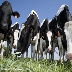 100 Génisses gestantes de Race HOLSTEIN - animaux vivants je suis a la recherche d'un fournisseur européen pour l'achat de 100 +/-20 génisses gestantes de race holstein  selon cahier de charge algérien débarquement port d'oran . --