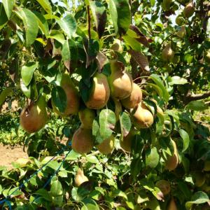 Poire Alexandrine de la Tunisie - fruits et légumes bonjour,  nous disposons de plus que 60 tonnes de poire alexandrine de haute qualité. à un prix très bien réfléchi.--aux intéressés,  n'hésiter pas à nous contacter.--cordialement.