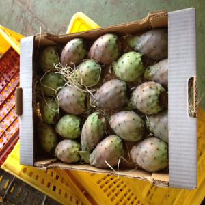 Figue de Barbarie de la Tunisie - fruits et légumes bonjour,  nous vous proposons la qualité supreme de nos figues de barbarie biologiques certifiées et non biologiques. à des prix bien réfléchis.--aux intéressés n'hésitez pas à nous contacter.--cordialement.