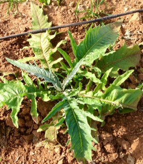 Artichaut de la Tunisie - fruits et légumes bonjour,  nous souhaitons vous informer que dans un mois et demi voire deux mois,  nous aurons la récolte des artichauts de la tunisie connus par la qualité incontournables. pour les intéressés merci de nous contacter dès maintenant pour vous réserver les quan