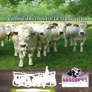 veaux charolais  - animaux vivants vente 40 tetes veaux charolais super qualité ( charolais gasconne ) destinées à l’engraissement  d'origine de la greece .poids variant entre 300 et 350 kgs vivants.le prix 9.88 dnt le klg vivant; pour plus d'informations veuillé  me contacter dans la plus proche ;