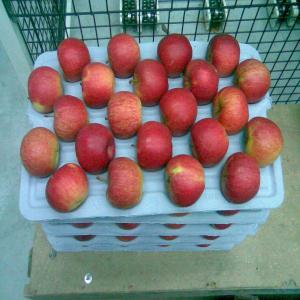 frach apple - fruits et légumes bonjour j'ai entreprise en poland il vendre la première classe de pommes et tout de gala royal d'or i gloster idared i champion et faire le bon prix et fob ou cif tous palce dans le monde .