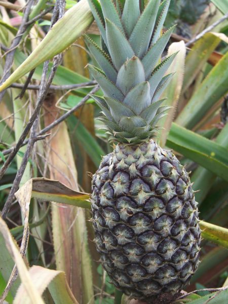 Ananas et Fruits Tropicaux Du Bénin et de L'Afriq