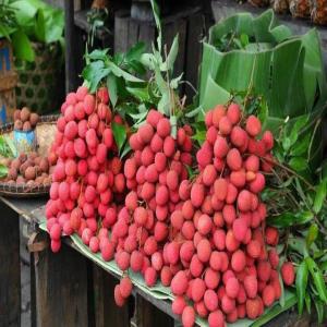 Letchis de Madagascar - fruits et légumes cherche acheteur de litchis provenant de fort dauphin (madagascar),  qualité premium destiné uniquement à l'exportation. disponible à partir 05 novembre 2013,  soit un mois avant l'ouverture de la campagne 2013, --conditionnement- egrennes en cartons de 10kg,  --calibre- 3, 5c