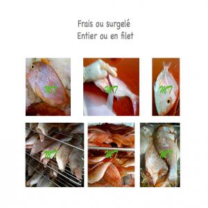 poisson  congelé ou frais - poissons   	recherche de client poisson europe/afrique congelé ou frais danton et pargo (famille dorade rose),  burro et sompat (famille dorade grise),  chinchard,  bar moucheté,  merou (thiof),  onbrine,  liche,  mâchoiron, ,  sole langue,  capitaine,  sar rayé,  ex.. --