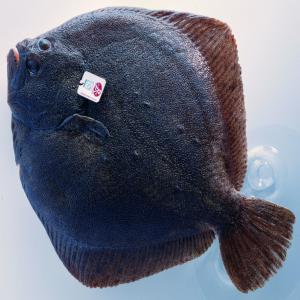 Turbot Label Rouge (Vivants, Entiers ou Pavés) - poissons a obtenu la certification  label rouge  attestant d'une qualité gustative supérieure. nous vendons des turbots entiers ou en pavés. pour les turbots entiers,  nous proposons trois calibres- 0.5/1kg,  1/1.5kg,  1.5/2kg. en ce qui concerne les pavéz nous offrons des pavé