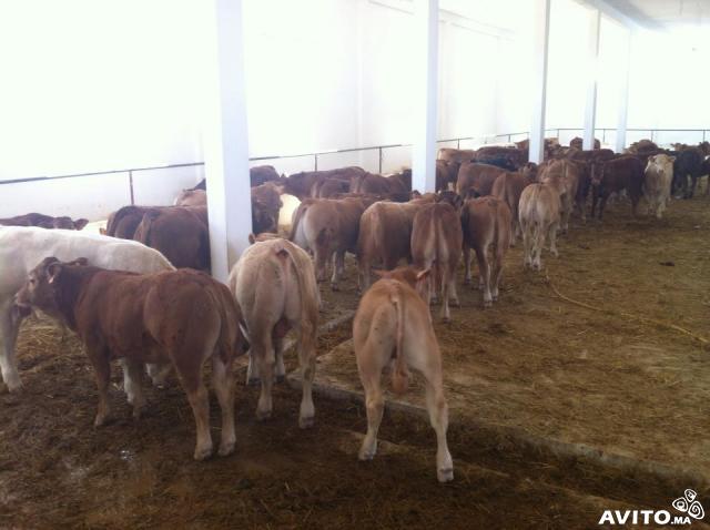 Bovins d'engraissement - animaux vivants vente des bovins importes,  race charolais et limosins. excellente qualite et bon prix--pois entre 250 - 300 kg--l'age 5 - 6 mois--adresse- meknès        origine- espagne--societe elevage azka sarl--