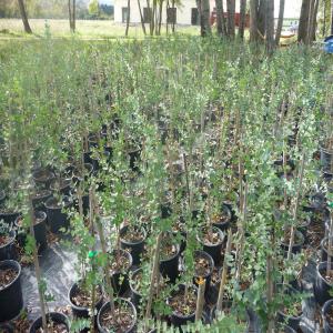 Plants EUCALYPTUS GUNNII - semence graine plant spécialisé dans la culture d'eucalyptus gunnii nous en vendons plusieurs centaines.--la tailles des plants varient entre 1 m et 1, 20 m conditionnés en conteneurs de 5 et 7 litres.--notre lieu de production est situé dans les bouches-du-rhône (13).----caractér