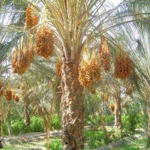 dattes dev sud de tunisie  - fruits et légumes nous recherchons des clients pour l'achat des dattes en branche de bonne qualité en provenance de sud tunisien (tozeur). peu importe la région commande et la quantité