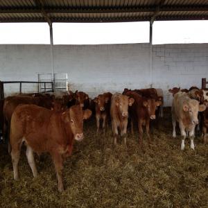 VEAUX POUR LE MAROC, ALGÉRIE, LIBYE, TUNISIE  - animaux vivants bonjour --j'ai veaux de l'espagne pret à envoyer au maroc. algérie, libye et tunisie avec toutes les vaccinations et la documentation. tous sont males race limousin, charolais, holstein 150-650 kilos. vous voir à notre ferme