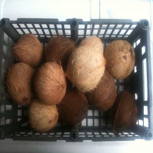 Cocos murs - fruits et légumes cocos murs.--sacs de 38 a 40 cocos. mais possibilité de charger selon besoin du client.--650grs / coco.--chargement en vrac,  1000 sacs environ.--