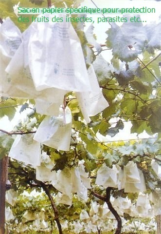 The paper fruit bags ,Sac en papier alimentaire - conditionnement 1- fabricant de sacs en papier,  spécialisé dans la production fruitière des sacs en papier pour  poire,  pomme ,  raisin,  peche,  mangue,  banane,  goyave (grenade),  la cire de pomme,  d'agrumes (orange),  pamplemousse. --2- fabricant des sacs pour pain croissant légumes avec et